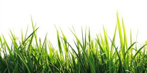 Fototapeta premium The Grass Blades in Bright Morning Light Against a Clean White Background