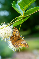 Close-up of a Silver-washed fritillary butterfly (Argynnis paphia) on a white spherical flower in a garden Sweden. Macro shot highlighting pollination, wings, and summer nature.