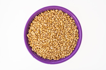 Close-Up of Wheat Grains in a Purple Bowl Isolated on White Background