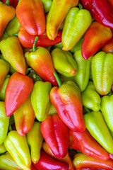 Harvesting vibrant Bulgarian peppers showcases the bountiful colors of fresh produce in a rural setting