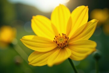 Close-up of vibrant yellow flower, sunlit petals, petal, bloom, yellow flower