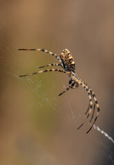 Spider on Web in Cyprus Nature