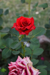 Beautiful red rose flower closeup in garden, A very beautiful red rose flower bloomed on the rose tree, Rose flower closeup, bloom flowers, Natural spring flower, Natural floral background,