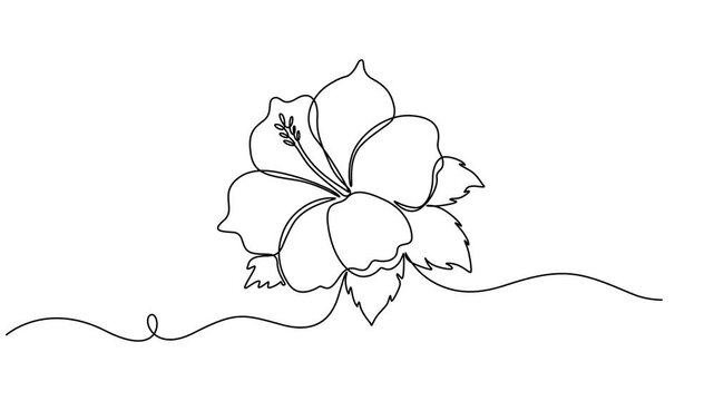 Hibiscus Flower continuous one line drawing animation, Animated self drawing of continuous line draw of beauty fresh hibiscus for garden logo identity. Decorative rose mallow flower concept for home