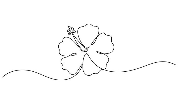 Hibiscus Flower continuous one line drawing animation, Animated self drawing of continuous line draw of beauty fresh hibiscus for garden logo identity. Decorative rose mallow flower concept for home