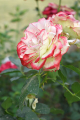 Beautiful red white rose flower closeup in garden, A very beautiful red white rose flower bloomed on the rose tree, Rose flower closeup, bloom flowers, Natural spring flower floral background