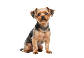 A small, well-groomed dog patiently posed with an engaging, trusting expression, looking at the camera in a professional studio with bright white background, serene domestic pet companionship