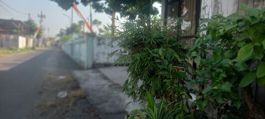 a variety of ornamental plants in front of the house with a background of the street and white walls