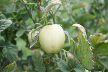 Green unripe Tomato, Green tomatoes plantation. Organic farming, young unripe tomato plant growth...