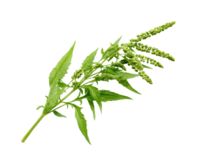 Harvesting amaranth greens organic farm plant life outdoors, isolated on transparent background, png