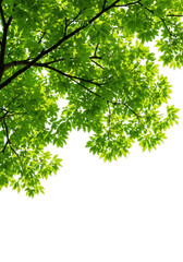 Obraz premium Ultra-realistic close-up of translucent green leaves and dark branches, isolated on transparent background, copy space. Natural growth and vitality concept