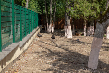 Black swans and guinea fowls explore their sunny enclosure, surrounded by trees and a green fence.