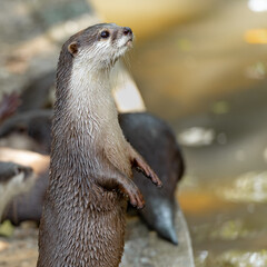 Light brown otter lookinh wet hairs head