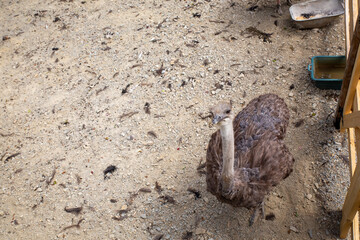 An ostrich stands tall, looking straight at the camera with its distinctive features on display.