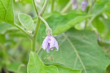 Brinjal flower bloom on plant, A close up of purple Brinjal flowers in the garden with green leaves closeup, Beautiful brinjal flower.Purple color flower. Eggplant flower close up with leaves