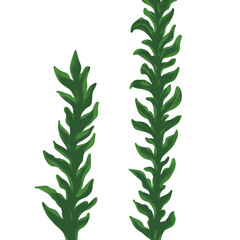 Green Seaweed Illustration: Isolated Aquatic Plant Stems, Underwater Flora, Simple Botanical Design, Nature Element, Marine Algae, Minimalist Artwork