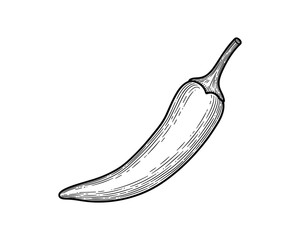 Detailed engraving style illustration of a chili pepper. Hot spice vegetable in black and white.