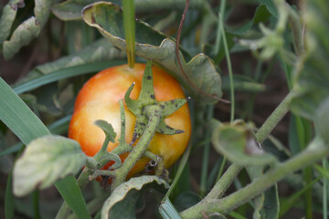 Red ripe Tomato, red tomatoes plantation. Organic farming, young ripe tomato plant growth in...