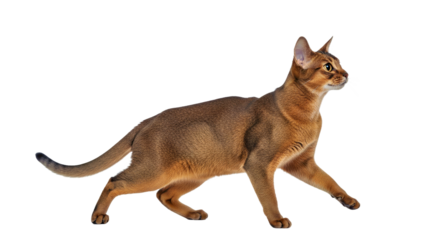 Abyssinian cat isolated on white: full body shot of a graceful purebred feline.