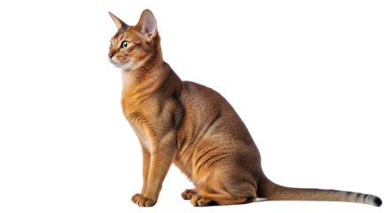 Abyssinian cat full body side view on white background: elegant feline breed.