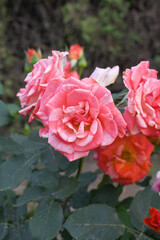 Fototapeta premium Beautiful pink white rose flower closeup in garden, A very beautiful pink white rose flower bloomed on the rose tree, Rose flower closeup, bloom flowers, Natural spring flower floral background