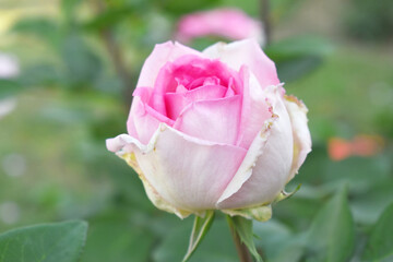 Beautiful pink white rose flower closeup in garden, A very beautiful pink white rose flower bloomed on the rose tree, Rose flower closeup, bloom flowers, Natural spring flower floral background
