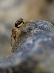 Macro of Jumping Spider Outdoors