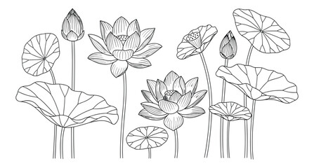 Obraz premium Beautiful lotus flowers and leaves arrangement, hand drawn outline style illustration, isolated on white.
