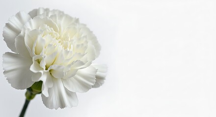 Obraz premium White Carnation: Delicate Beauty