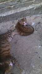 Mother cat and her kittens