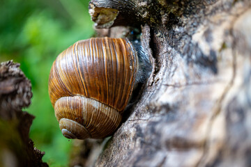 grosse Schnecke Gastropoda an einem Baum am ruhen, large snail Gastropoda resting on a tree