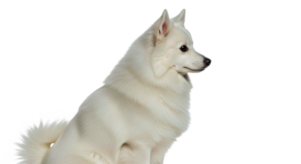 American Eskimo Dog full body side view on white: fluffy white spitz breed.