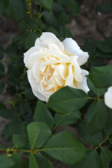 Beautiful white rose flower closeup in garden, A very beautiful white rose flower bloomed on the rose tree, Rose flower closeup, bloom flowers, Natural spring flower, Natural floral background,