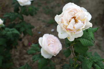 Beautiful white rose flower closeup in garden, A very beautiful white rose flower bloomed on the rose tree, Rose flower closeup, bloom flowers, Natural spring flower, Natural floral background,