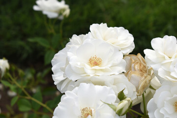 Beautiful white rose flower closeup in garden, A very beautiful white rose flower bloomed on the rose tree, Rose flower closeup, bloom flowers, Natural spring flower, Natural floral background,