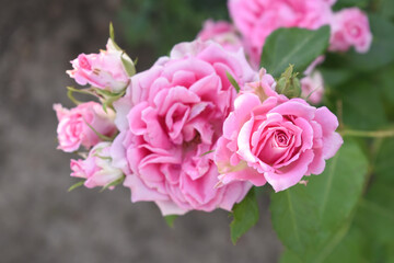 Beautiful pink rose flower closeup in garden, A very beautiful pink yellow rose flower bloomed on the rose tree, Rose flower closeup, bloom flowers, Natural spring flower floral background