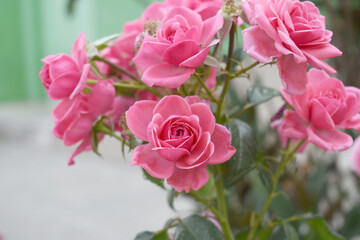 Beautiful pink rose flower closeup in garden, A very beautiful pink yellow rose flower bloomed on the rose tree, Rose flower closeup, bloom flowers, Natural spring flower floral background