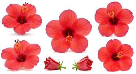 Obraz premium Crimson Hibiscus Blooms: A Botanical Study
