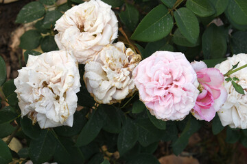 Beautiful pink rose flower closeup in garden, A very beautiful pink yellow rose flower bloomed on the rose tree, Rose flower closeup, bloom flowers, Natural spring flower floral background