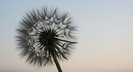 Whispers of the Wind: Dandelion Seed Head