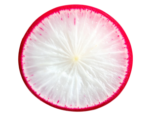 Red radish round slice with crisp white center and thin magenta rim, detailed vegetable cross-section wheel on isolated background
