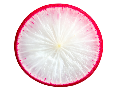 Red radish round slice with crisp white center and thin magenta rim, detailed vegetable cross-section wheel on isolated background
