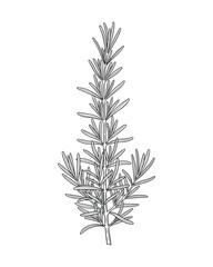 Fototapeta premium Detailed illustration of a rosemary branch. Fresh herb often used in cooking. Aromatic seasoning. Vector illustration.