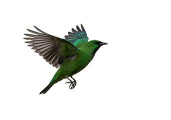 Fototapeta premium Green Bird in Flight isolated on transparent background