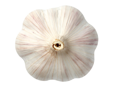 Whole garlic bulb top view showing radial papery skin and dried root base, crisp studio macro on isolated background