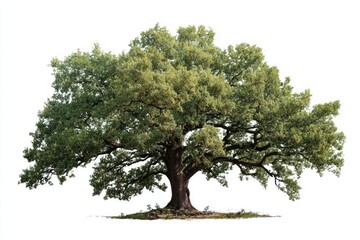 Full shot of a large oak tree against white background