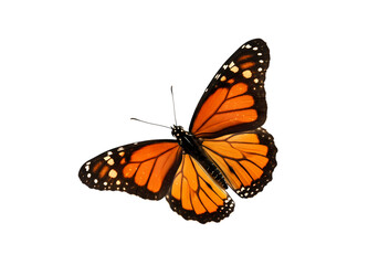 Fototapeta premium Monarch Butterfly in Flight: Isolated on White Background isolated on transparent background