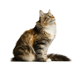 Obraz premium Curious cat looking up animal, isolated on transparent background, png