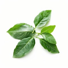 Fresh green leaves arranged on a white background