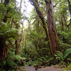 Fototapeta premium Lush rainforest path